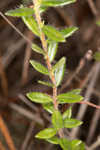 Hairy laurel <BR>Hairy wicky